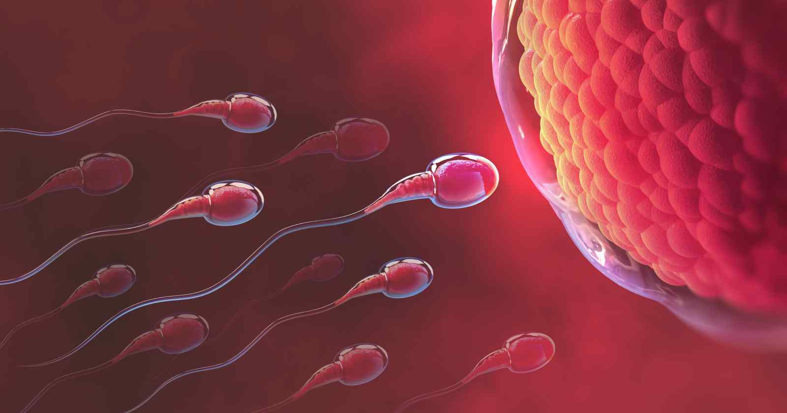 Mitovi i činjenice o plodnosti