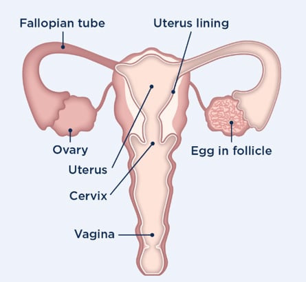 5 prije seks ovulacije dana Evo kako